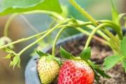 在室內種出能不斷開花結果的盆栽草莓，還能不斷扦插繁殖