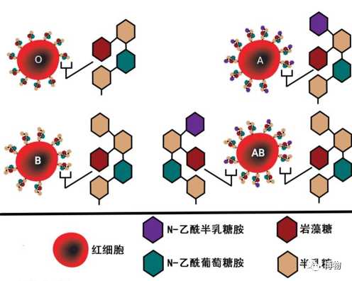 不同紅細胞表面的糖鏈分子不同