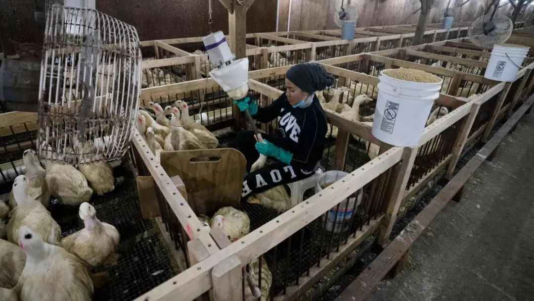 為了獲得肥美的鵝肝，動物養殖者需要用填鴨的方式餵養，這也是很多動物保護主義者詬病鵝肝的原因之一（法新