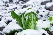 植物防凍劑真能防凍嗎？