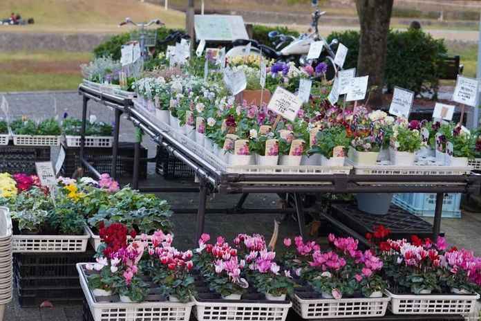 京都街中的花店