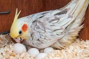 孩子長大了對雞蛋黃過敏，醫生說是因為家裡養的鳥，為什麼？