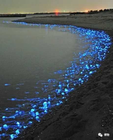 螢烏賊導致的夜光海灘