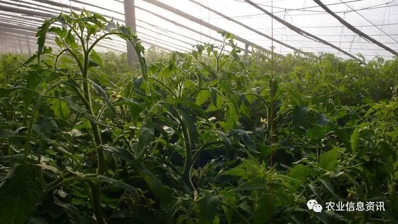 三、大棚栽培西紅柿定植方法和密度
