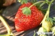 鈣、棚元素對草莓花果期有多重要？提高坐果率，減少落花落果