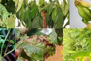 盆栽植物養室內最常出現的10個問題，不及時解決，植物就容易掛