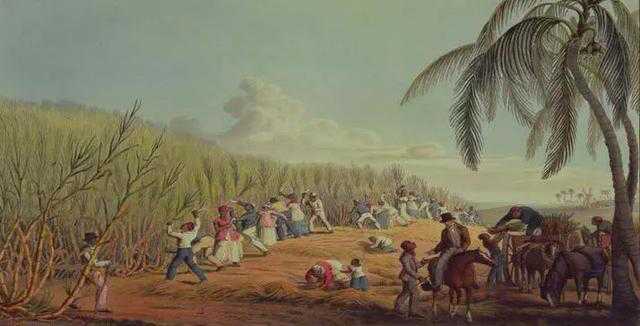 在蔗糖生產週期，甘蔗被稱為奴隸作物