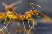 地球上有多少隻螞蟻？科學家：我們數出來了