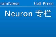 Neuron：唐亞梅團隊報道小膠質細胞趨化CD8+T細胞浸潤腦實質引發腦損傷的新機制