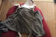 主人晒家裡鬥牛犬熟睡的照片，網友看了驚呼：這狗融化了？