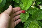盆栽草莓果實畸形，果子特別小，有什麼辦法解決？