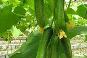 大棚黃瓜種植管理技術！黃瓜的生長管理