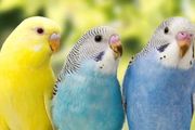 鳥類中的「口技大師」，甚至可以模仿其他動物聲音