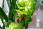 八種蘭花中的奇花珍品，獨特的株型，精巧的花朵，讓人百看不厭