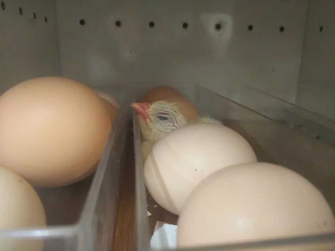 買的雞蛋居然孵出了小雞...