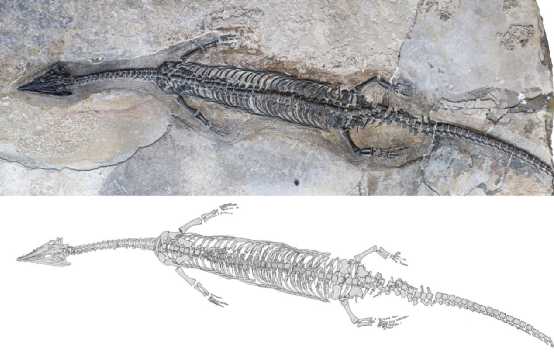 奇異羅平龍正型標本及素描圖