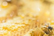 養蜂人給蜜蜂喂白糖是在「造假蜜」？其實真相是這樣子的
