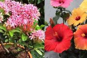8種可以經常開花的盆栽，家裡有適當光照就能養好