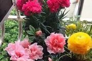 家有北陽台，我建議你養這6種花，光照不強反而開花，還特漂亮