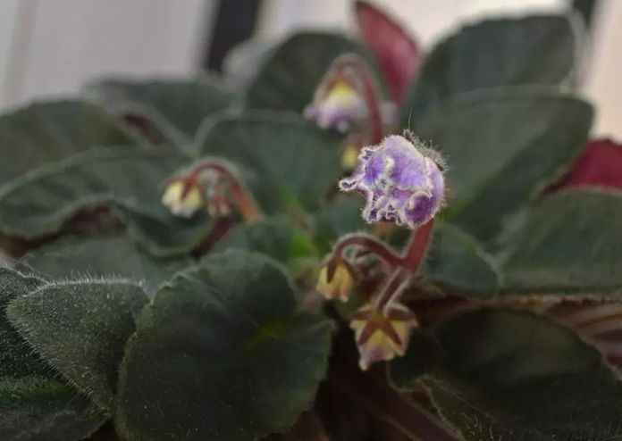 6、非洲紫羅蘭