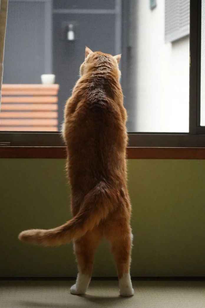 順利習慣京都生活的貓正趴在窗前看雨