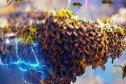 一群蜜蜂產生的電場，居然能比雷暴雲還強？！
