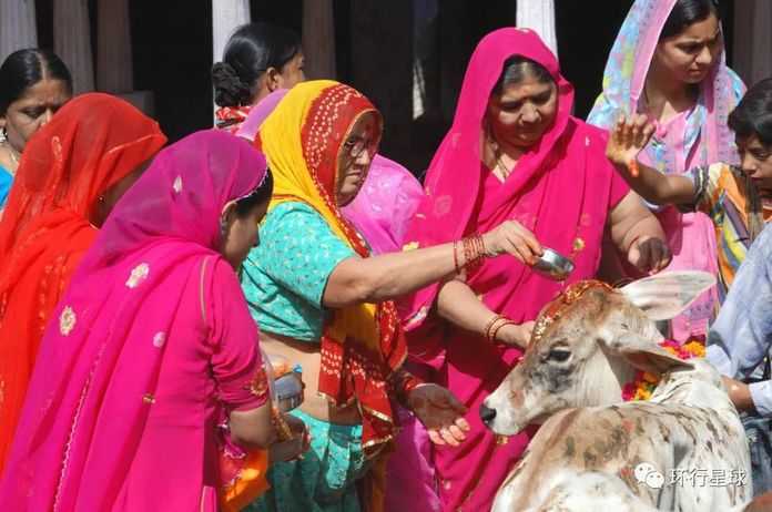 印度婦女與聖牛