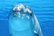 這些我們聽不到的聲音，對珍貴的白海豚來說卻帶來了意想不到的危害 | 王克雄