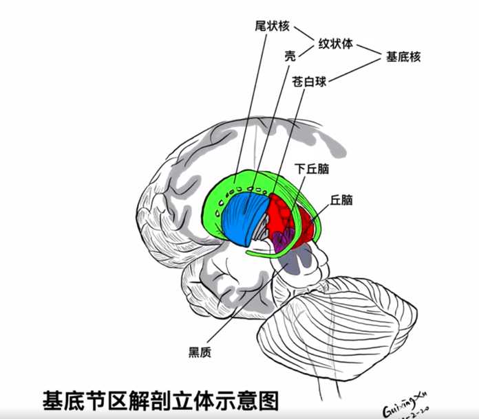 圖17 基底節解剖（尾狀核）