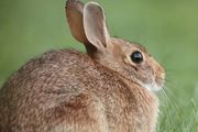 一隻兔子很可愛，如果是 100 億隻呢？