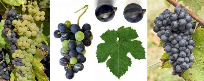 嵌合體葡萄