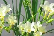 適合室內養的6種「香水花」，隨便養一盆，滿屋都飄香