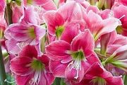 11種「富貴花」，冬天一樣開爆花，紅火火香噴噴，吉利旺家人！