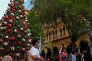 澳洲聖誕樹價格將暴漲！182cm以下高度售價達$200！種植戶：都是極端天氣惹的禍！