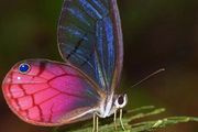 多種多樣的絕美透翅蝶，你不收藏嗎？