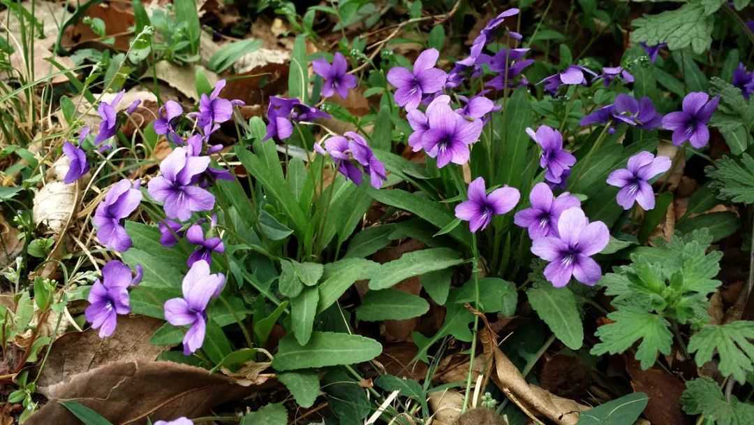 第五，紫花地丁