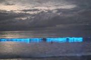 紐西蘭海灘又現夢幻熒光藍，很美，卻「不是什麼好現象」