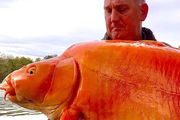 【驚喜】法國垂釣者釣到30公斤重的橙色美魚