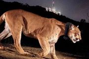 世界上最有名的美洲獅離去了