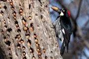 一天啄木12000次 怎麼啄木鳥還沒腦震盪？