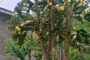 仙人掌高8米，變成「仙人樹」，結滿「火龍果」，一棵值十萬