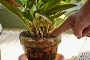 如何判斷室內植物澆水過足？水多爛根的植物要如何救活？