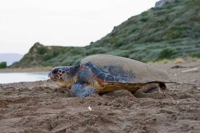 沙灘上的蠵龜（