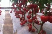 秋冬兩季番茄毛病多，來看看防治措施