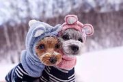 冬季養狗須知：7個細節，讓你的狗狗健健康康過冬