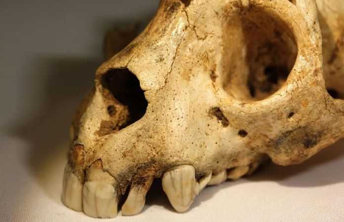 始祖狐猴頭骨顯示了大而堅固的前牙列