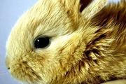 你降生時和兔子有個共同痛點：吃飯不香