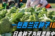 中國西蘭花種子原來都來源於日本，為何中國沒有自己的西蘭花種子？