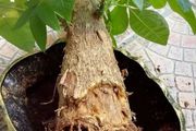 蟹爪蘭、綠蘿和發財樹爛根後，用這些技巧處理可重新恢復生長