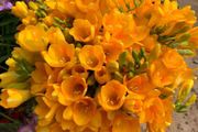 6種「香水花」，花開很靈氣，冬天不怕冷，一盆花開，滿屋富貴